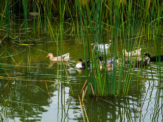 patos en laguna