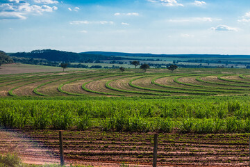 Beautiful rural plantation of sugar cane. Farm field concept image