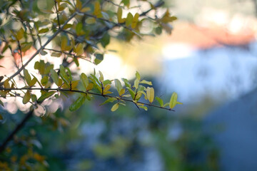 Colorful autumn leaves on pomegranate tree. Selective focus.