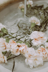 White carnations in a sink with water