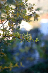 Colorful autumn leaves on pomegranate tree. Selective focus.