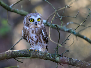  Northern Saw-whet Owl Portrait in Fall
