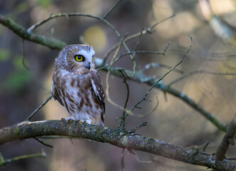  Northern Saw-whet Owl Portrait in Fall
