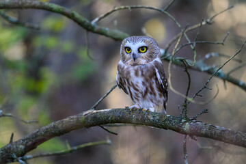  Northern Saw-whet Owl Portrait in Fall