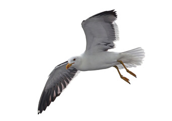 Isolated flying seagull. Lesser Black-backed Gull (Larus fuscus).