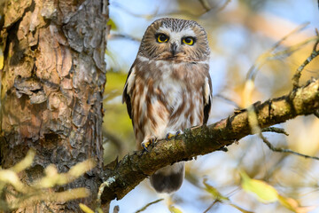  Northern Saw-whet Owl Portrait in Fall