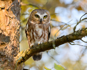  Northern Saw-whet Owl Portrait in Fall