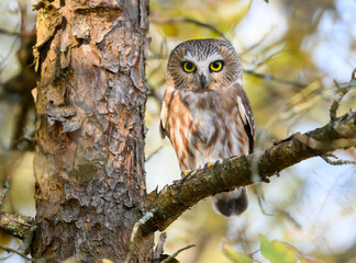  Northern Saw-whet Owl Portrait in Fall