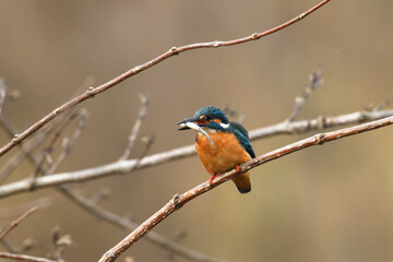 Common kingfisher catching a fish.