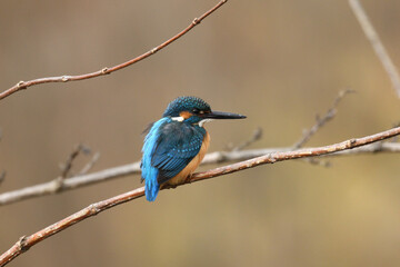 Common kingfisher perching on a branch.