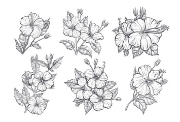 Hibiscus flower sketch. Set of hand drawn tropic floral elements. Hibiscus isolated flower on white background. Tropical flowers set, vector sketch illustration.