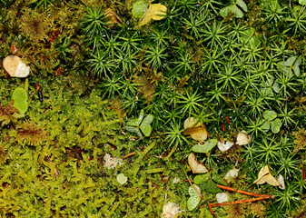 accostamento di muschi di specie diverse