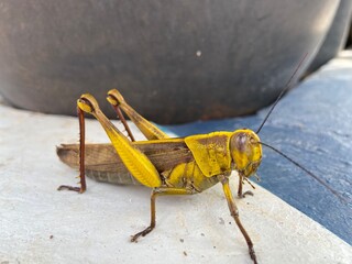 grasshopper on the ground