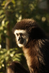 シロテテナガザル