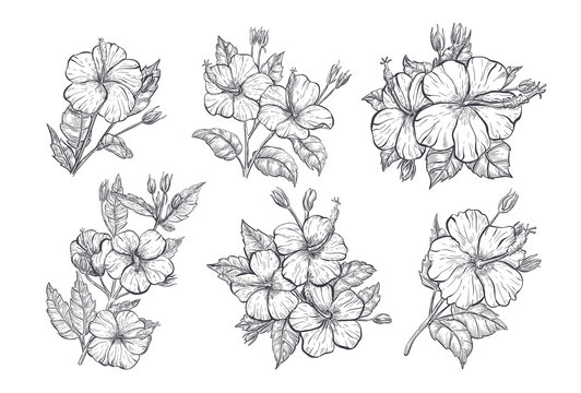 Hibiscus flower sketch. Set of hand drawn tropic floral elements. Hibiscus isolated flower on white background. Tropical flowers set, vector sketch illustration.