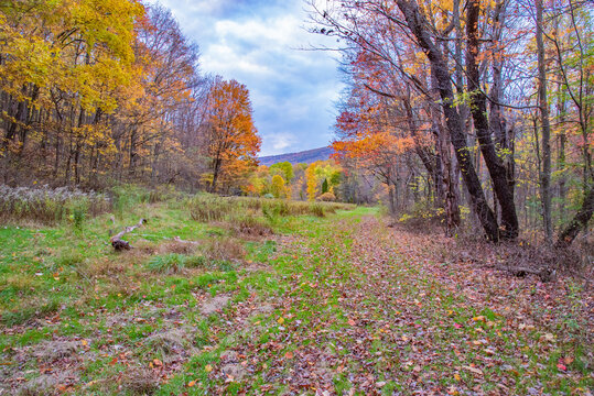 Hidden Meadow In The Allegheny Mountains