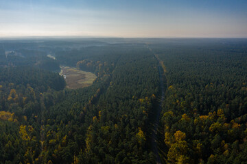 Aerial view of great pine forest and road amongst it