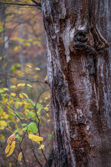 Dead tree stands strong in the forest