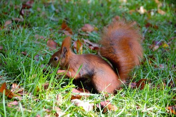 Naklejka na ściany i meble Reddish squirrel (Sciurus vulgaris) eating a walnut. Squirrel on the grass with autumn leaves