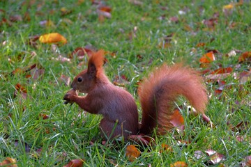 Naklejka na ściany i meble Reddish squirrel (Sciurus vulgaris) eating a walnut. Squirrel on the grass with autumn leaves
