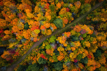 Beautiful fall look down photograph of a muddy dirt path meandering through the forest with gorgeous yellow, orange, red and green autumn foliage or leaves on the treetops below.