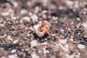 close up of small hermit crabs walking on sand covered volcanic rock in a beach in Costa Rica