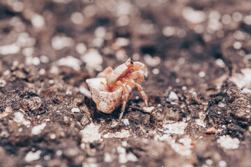 close up of small hermit crabs walking on sand covered volcanic rock in a beach in Costa Rica