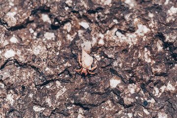  small hermit crabs walking on sand covered volcanic rock in a beach in Costa Rica