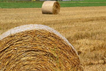 Haystack harvested in cereal field. Roll of hay bale in a field. Closeup Hay is prepared in a roll...