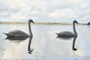 White swans swim in the lake. Kaliningrad region.
