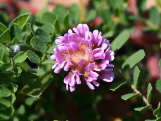 Wildflower (Astragalus echinatus)