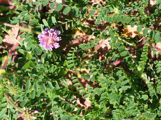 Wildflower (Astragalus echinatus)