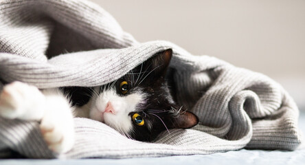 cute little cat peacefully sleeping hygge concept