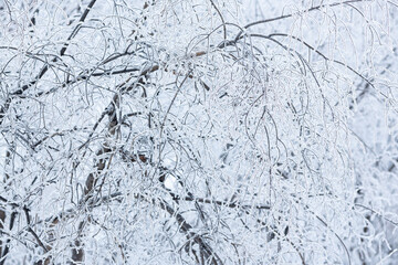 Snow and rime ice on the branches of bushes. Beautiful winter background with trees covered with hoarfrost. Plants in the park are covered with hoar frost. Cold snowy weather. Cool frosting texture.