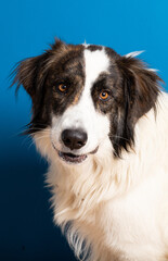 bucovina shepherd dog portrait on blue