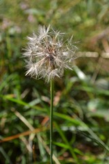Dandelion (Taraxacum officinale)  seedhead with soft, blurred green background.