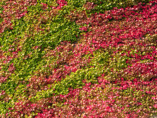 Wall covered with red, orange, green leaves. Autumn.