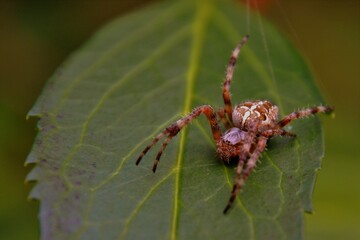Araneus diadematus (Cross spider, European garden spider, the diadem spider) close-up view. Selective focus. The spider seats on the green leaf and spins the web 