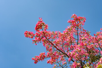 blooming Chorisia speciosa St.Hil in a sunny day
