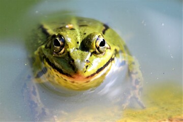 Lake or Pool Frog (Pelophylax lessonae), Marsh frog (Pelophylax ridibundus), edible frog (Pelophylax esculentus) in the pond. Closeup, portrait