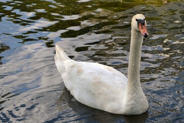 The whooper swan (Cygnus cygnus) also known as the common swan or the mute swan (Cygnus olor). Beautiful white swan in the water