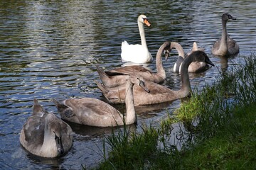 The whooper swan (Cygnus cygnus) also known as the common swan or the mute swan (Cygnus olor)....
