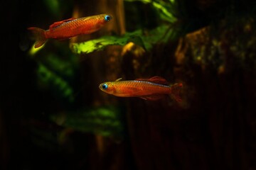 Paska's blue eye, young and colorful adults, popular freshwater ornamental dwarf fish in European...