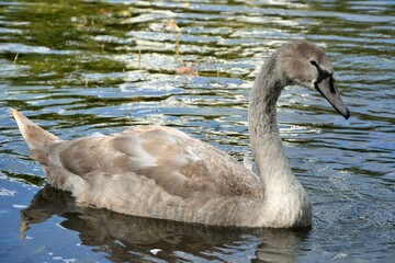 The young whooper swan (Cygnus cygnus) also known as the common swan or the mute swan (Cygnus olor). Young, gray swan in the water