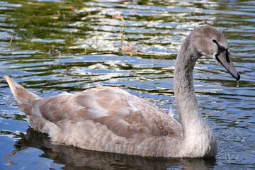 The young whooper swan (Cygnus cygnus) also known as the common swan or the mute swan (Cygnus...
