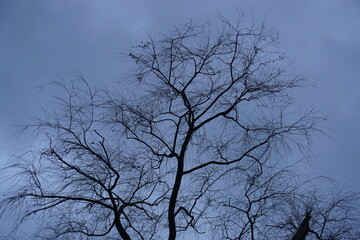 Baum winter Himmel