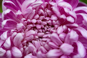 close up on the central of a lilac chrysanthemum flower