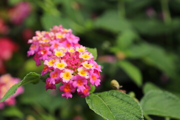 Close-up of pink and yellow lantana flower