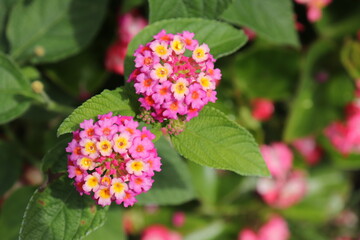 Close-up of pink and yellow lantana flower