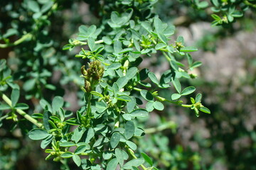 Plant (Adenocarpus anisochilus)